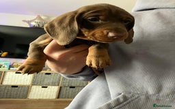Miniature Dachshund dogs for sale: Mini choc and tan dachshund puppies in Congleton - Image 2