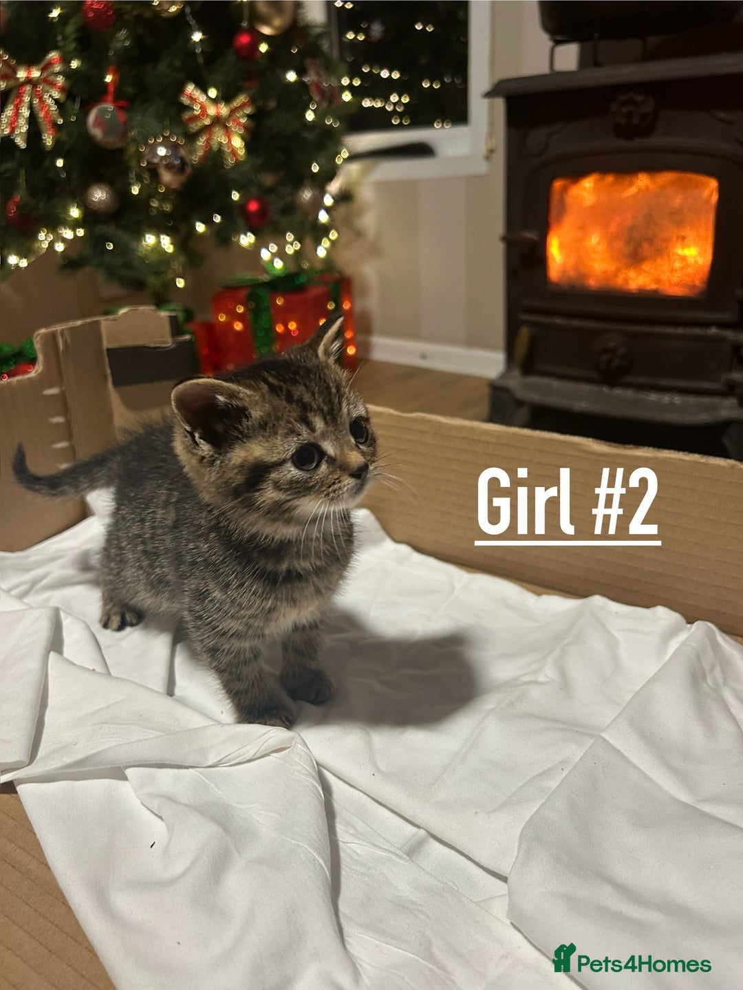 Mixed Breed cats for sale: 6 kittens for sale - Ready 16th December  - Advert 3