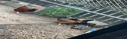Mixed Breed poultry for sale: Hens rooster  - Advert 3