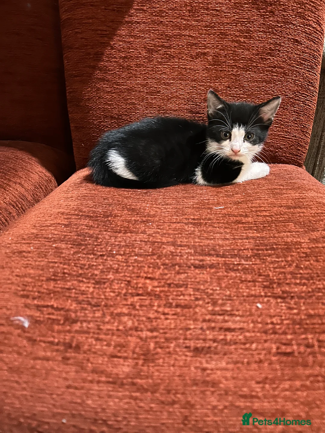 Mixed Breed cats for sale: Kittens are looking for a home  - Advert 11