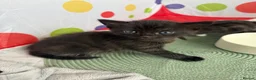 Mixed Breed cats for sale: Kittens  in Knaresborough - Advert 28