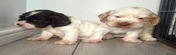 Cocker Spaniel dogs for sale: Beautiful show cocker puppies  - Advert 3