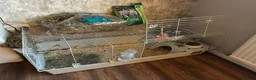 Lionhead rabbits for sale: Lionhead lops  - Advert 6