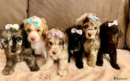 Cavapoo dogs for sale: TOY Fluffy Cavapoo’s From Health Tested Parents - Image 6