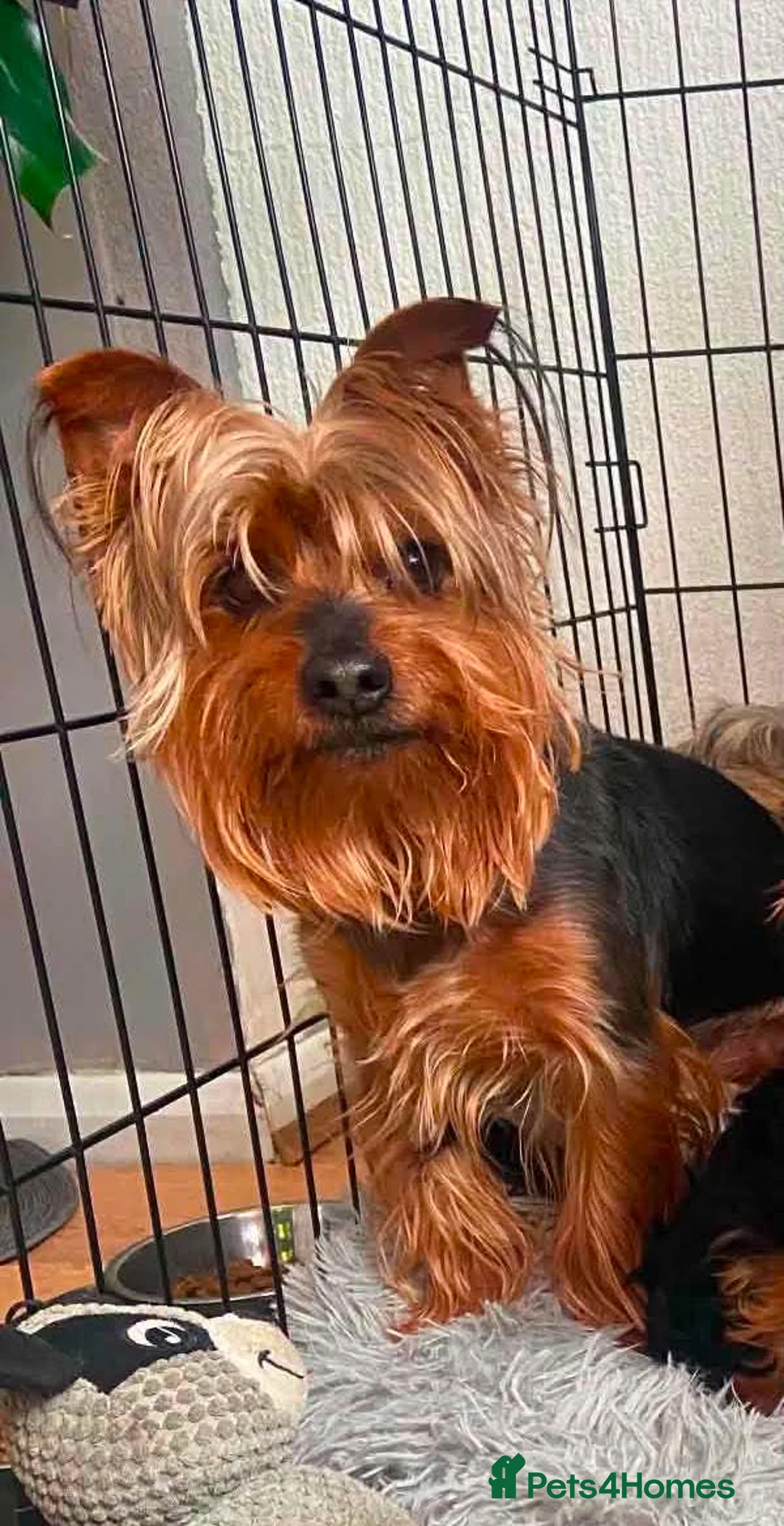Yorkshire Terrier dogs for sale: Wioletta - Advert 2