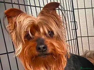 Yorkshire Terrier dogs Wioletta - Advert 2