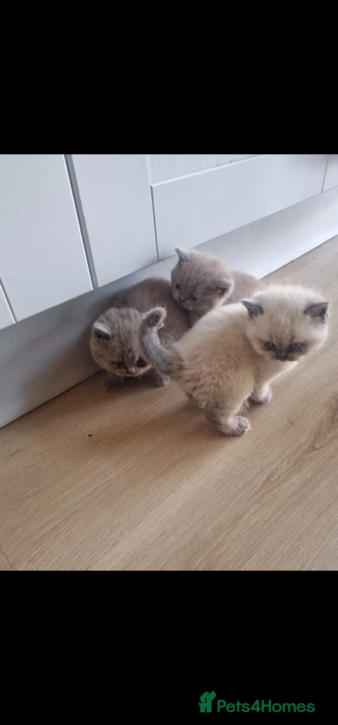 British Shorthair cats for sale: 3 british shorthair kittens - Advert 9