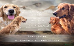 Golden Retriever dogs for sale: Confirmed Pregnancy Litter - Puppies Due Soon - Image 1