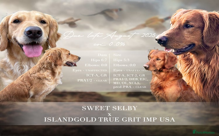 Golden Retriever dogs - Advert 1