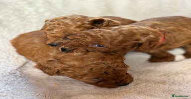 Miniature Poodle dogs - Advert 9