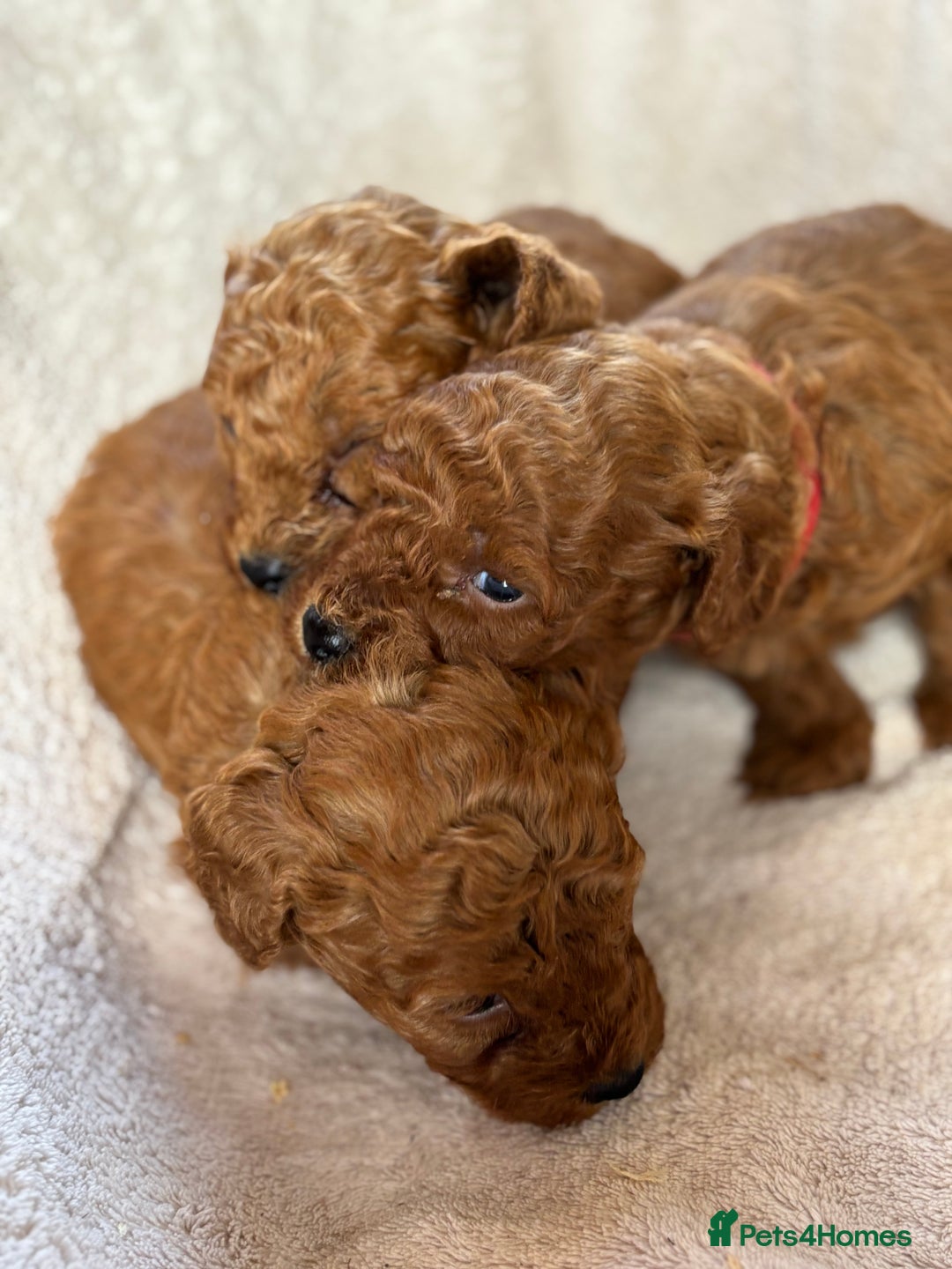 Miniature Poodle dogs for sale: Stunning KC Registered Tiny Red Miniature Poodles - Image 3