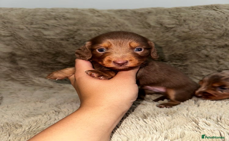 Dachshund dogs - Advert 2