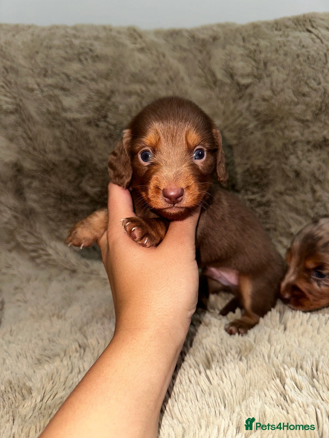 Dachshund dogs for sale: LONG HAIR MINIATURE DACHSHUNDS🤍 - Image 1