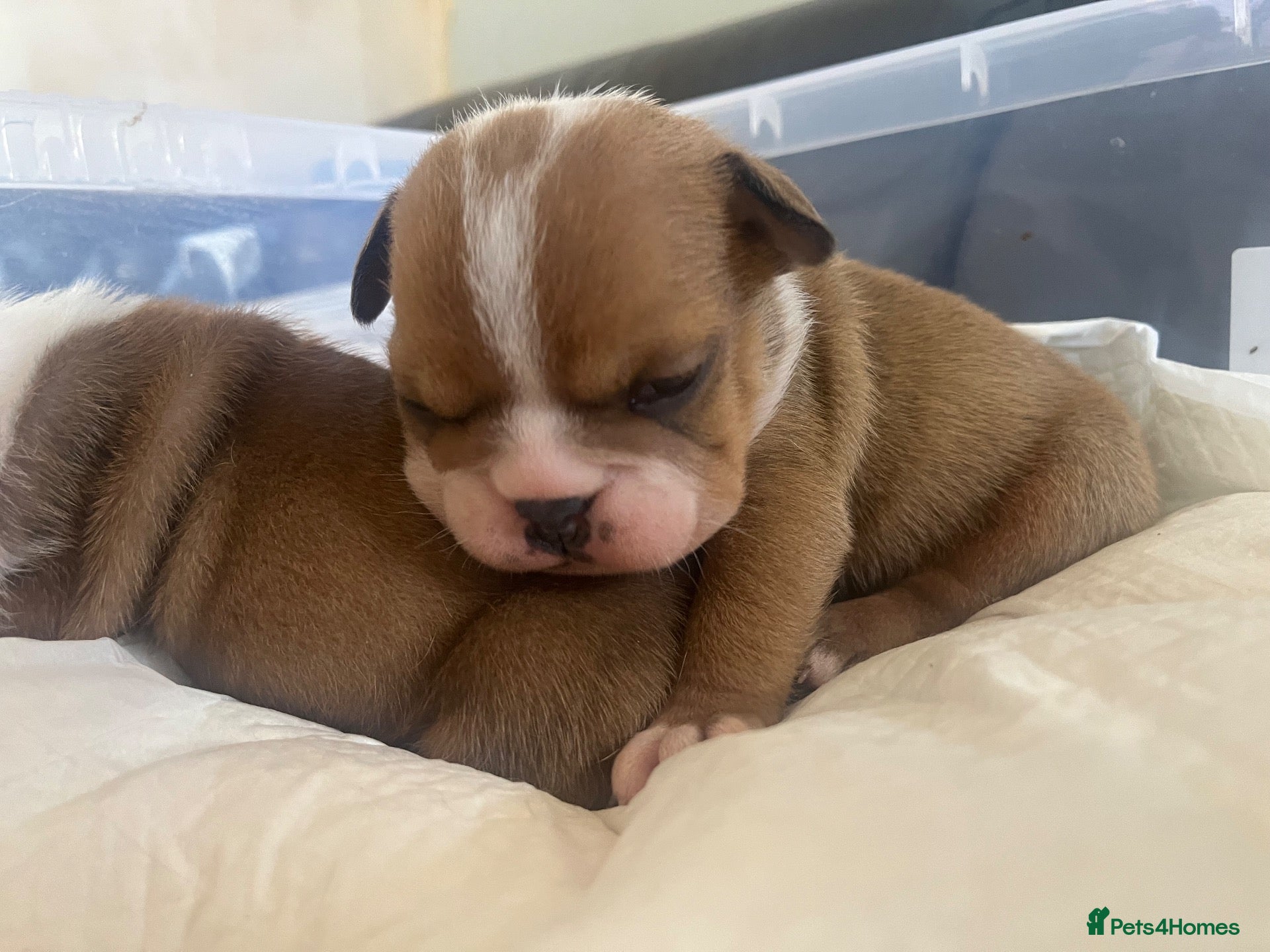 English Bulldog dogs 2 stunning girls dad is gold health tested  - Advert 2