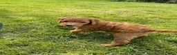 Australian Labradoodle dogs for sale: Australian Labradoodle puppies - Advert 6