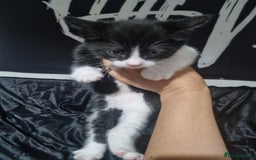 British Shorthair cats for sale: Kittens ready to go to new homes  - Image 8