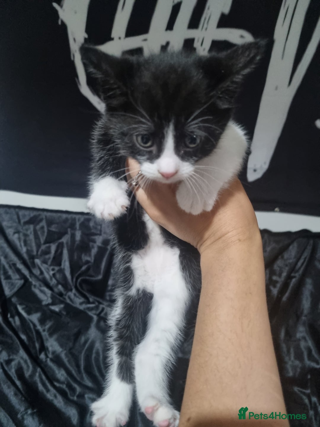 British Shorthair cats for sale: Kittens ready to go to new homes  - Image 8