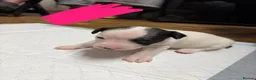 Jack Russell dogs for sale: Gorgeous Jack Russell Puppies – 2 Boys & 3 Girls  in Kirkcaldy - Advert 7