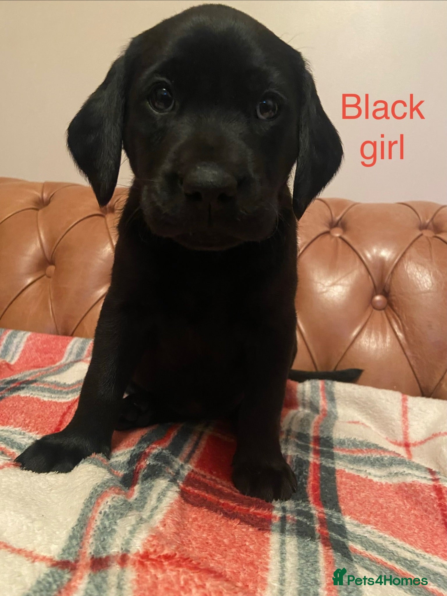 Labrador Retriever dogs FTCh Gunnerspeg Gambler × Greenbriar Tanzanite - Advert 2
