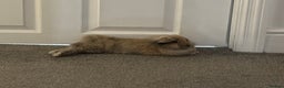 Mini Lop rabbits for sale: 13 week old male lop for sale - Advert 4