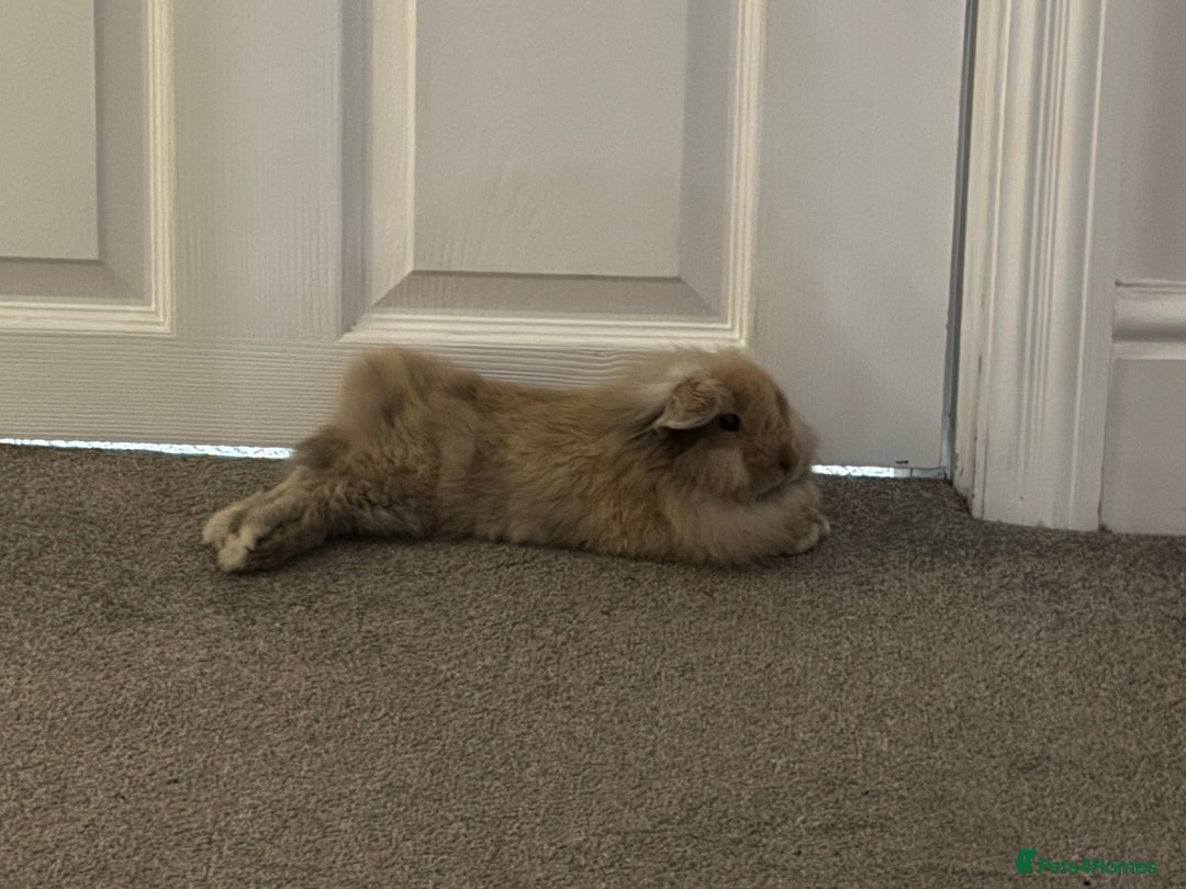 Mini Lop rabbits for sale: 13 week old male lop for sale - Advert 4