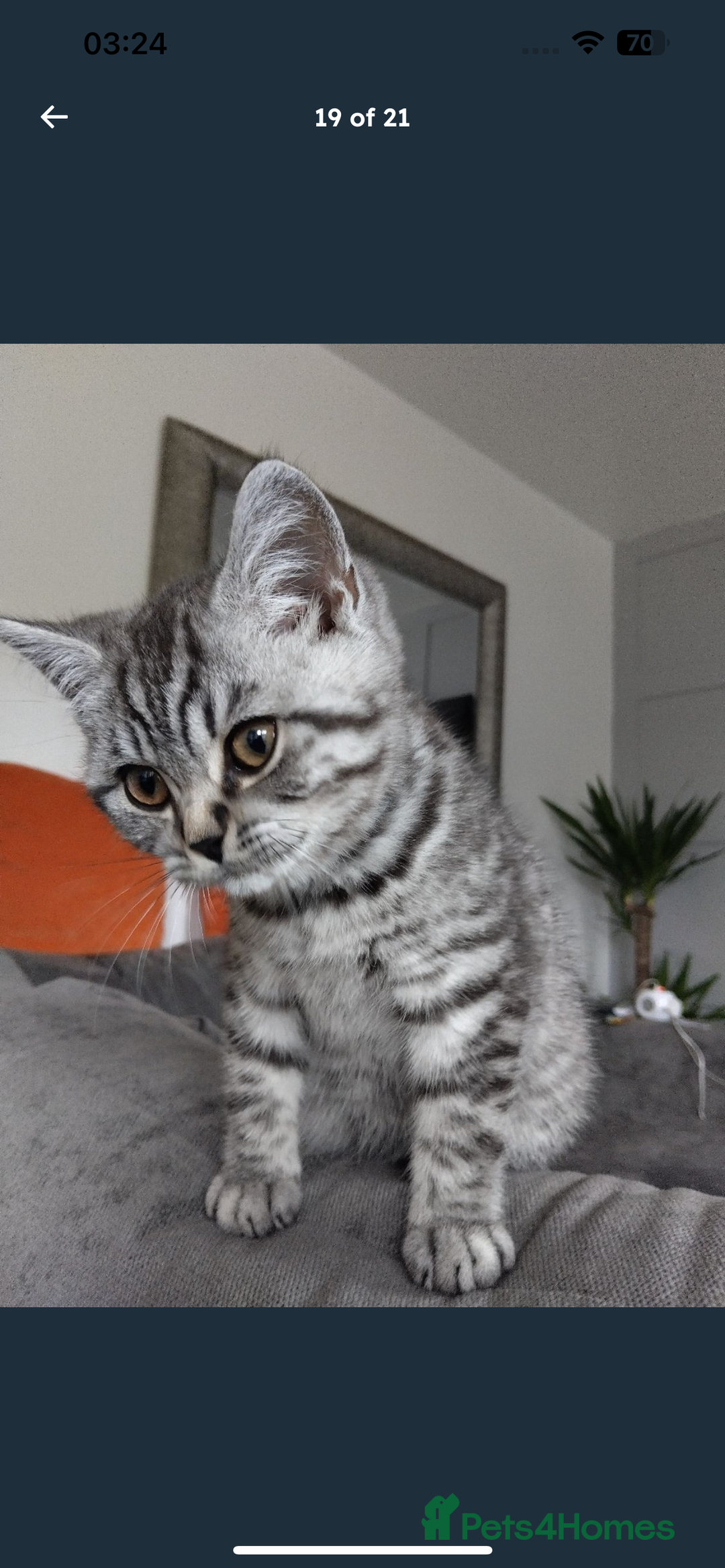 British Shorthair cats for sale: BSH Male Tripod Kitten  - Image 7