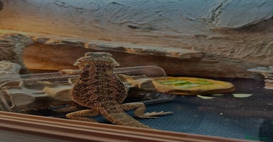 Bearded Dragon reptiles - Advert 2