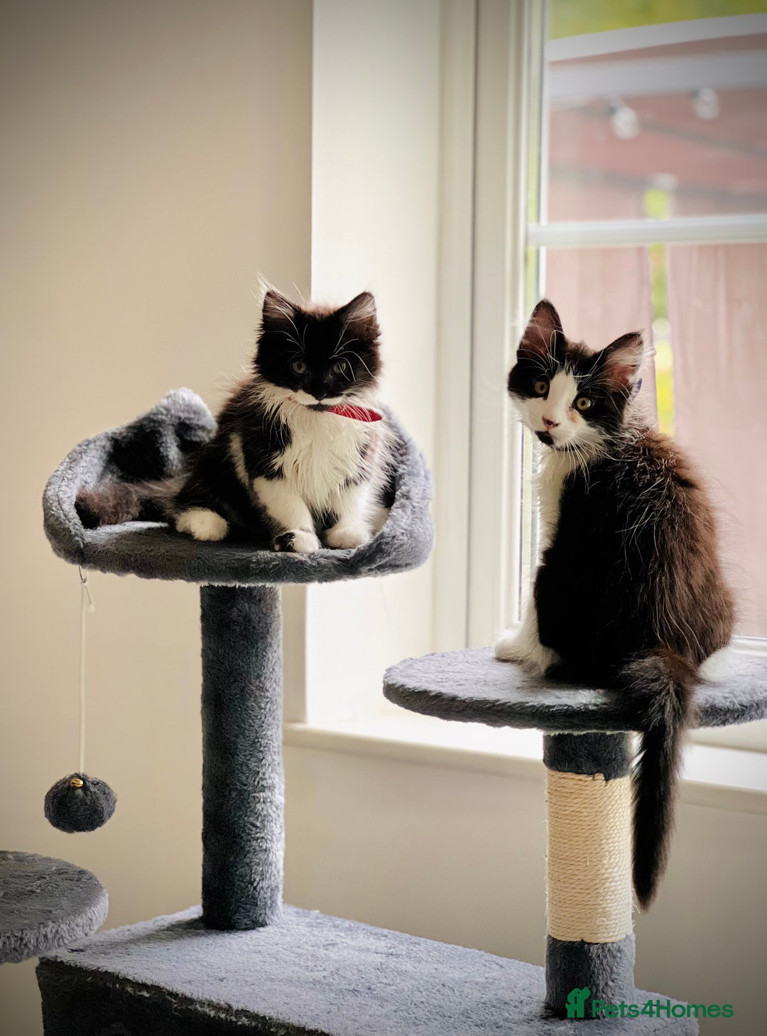 Domestic Shorthair cats for sale: Cute kittens for sale - Image 3
