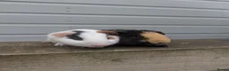 Guinea Pig rodents for sale: Lovely little bonded babies - Advert 8