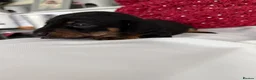 Miniature Dachshund dogs for adoption: Mini dachshund  - Advert 3