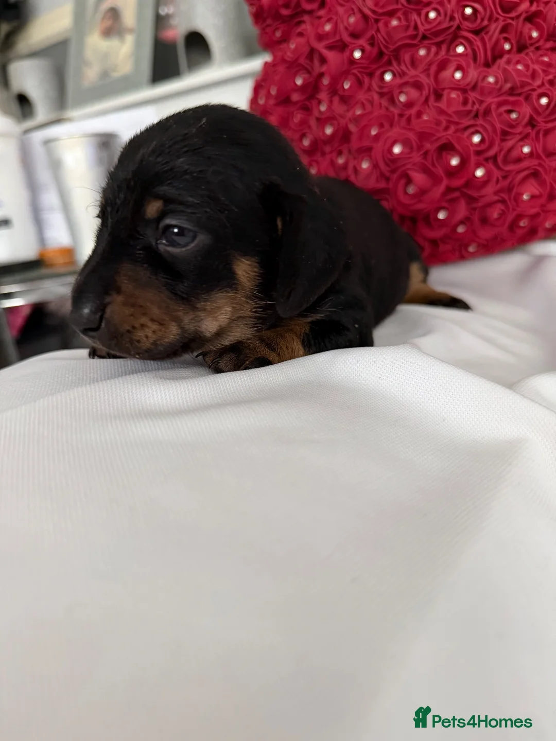 Miniature Dachshund dogs for adoption: Mini dachshund  - Advert 3