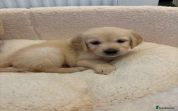 Golden Retriever dogs for sale: Stunning Golden Retriever puppies 🐾 - Image 33
