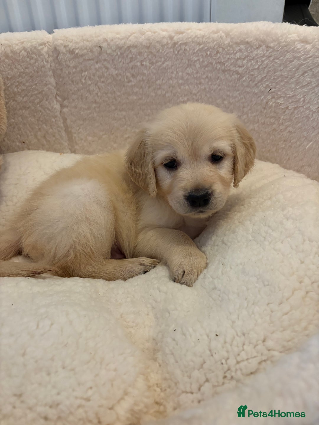 Golden Retriever dogs for sale: Stunning Golden Retriever puppies 🐾 - Image 33