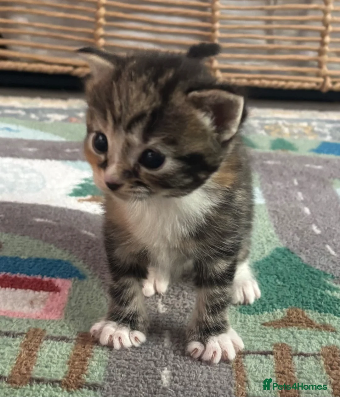 Mixed Breed cats for sale: 3 kittens for sale  - Advert 9