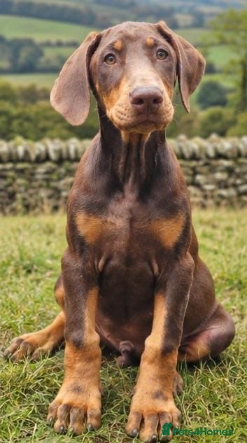 Dobermann dogs 🐾 Top Quality Male & female 🐾  - Advert 2