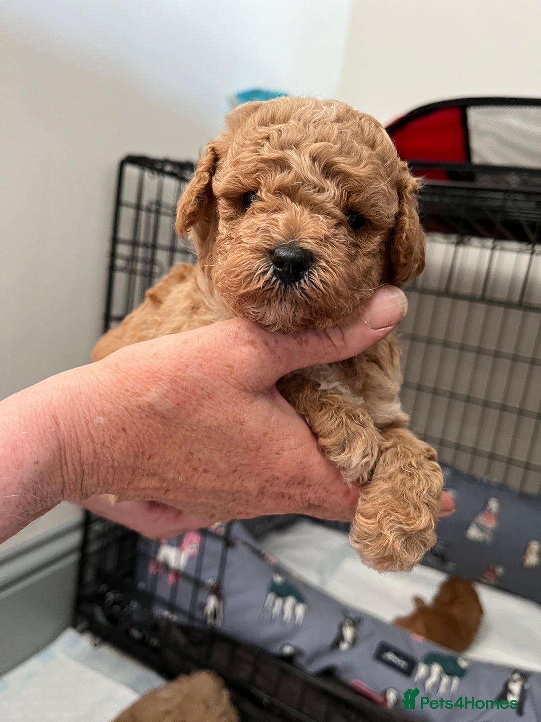 Poochon dogs for sale: 1 female 1 male Poochon puppy.  - Image 11