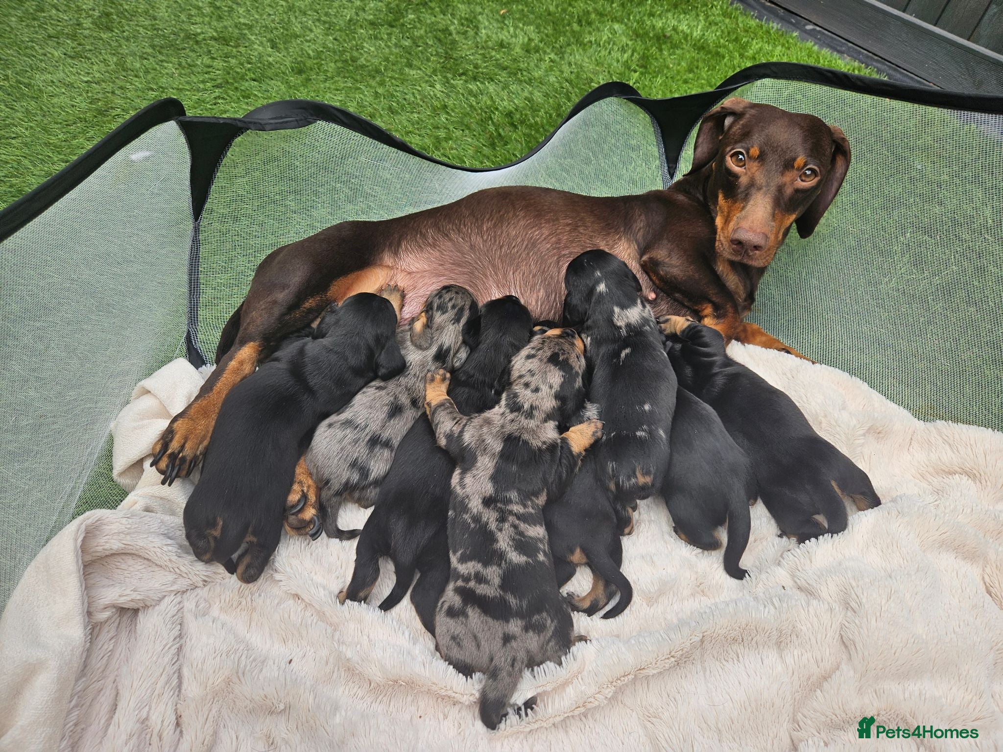 Dachshund dogs Dachshunds 8 Puppies 5 Girls,  3 Boys - Advert 2