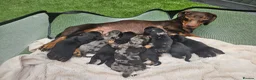 Dachshund dogs for sale: Dachshunds 8 Puppies 5 Girls,  3 Boys - Advert 1
