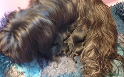 Mixed Breed dogs for sale: Havapoo. F1. Super healthy. - Image 3