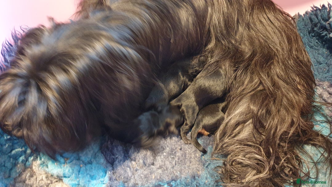 Mixed Breed dogs for sale: Havapoo. F1. Super healthy. - Image 3