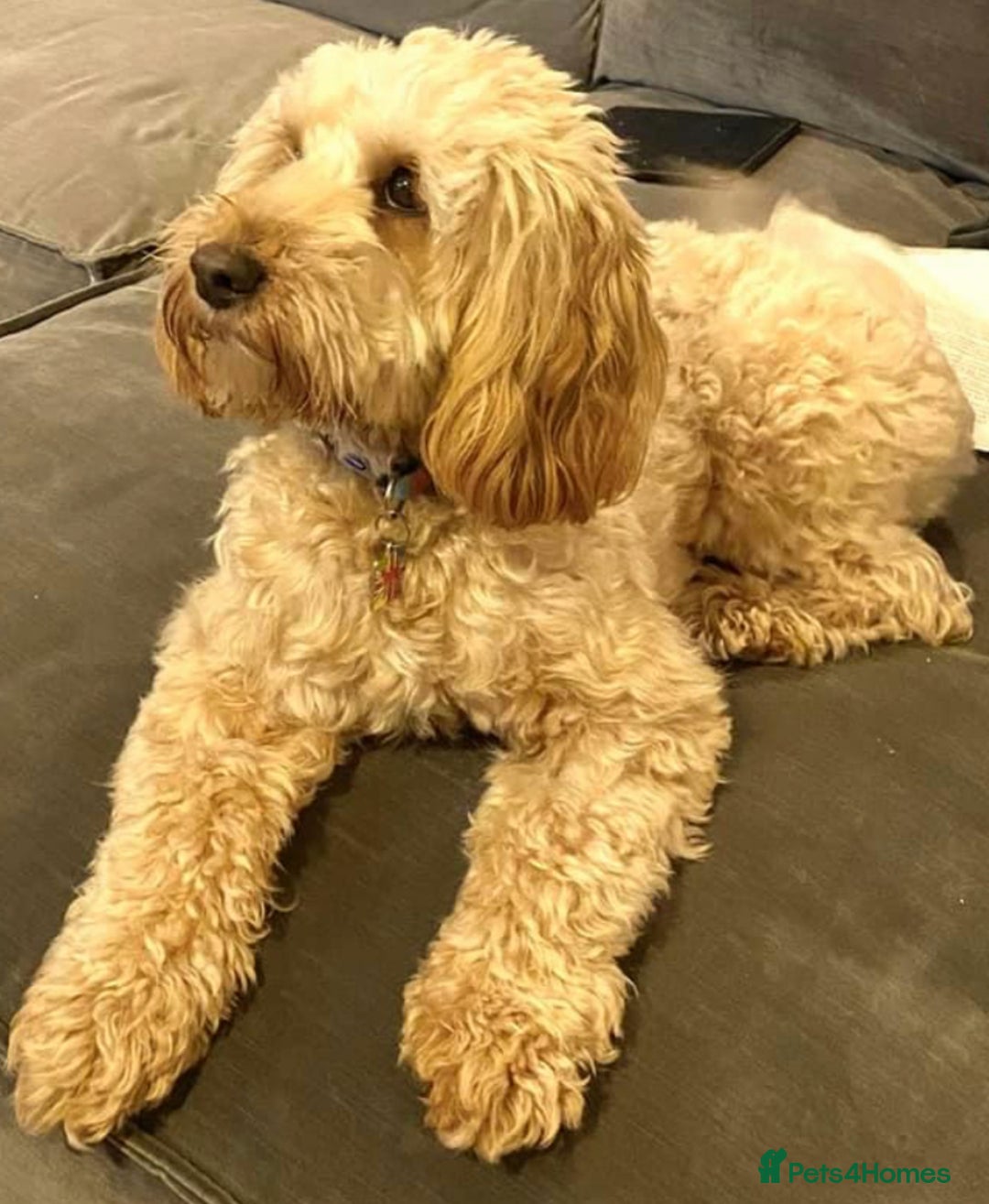 Mixed Breed dogs for sale: Mini Golden Doodle’s - Image 10