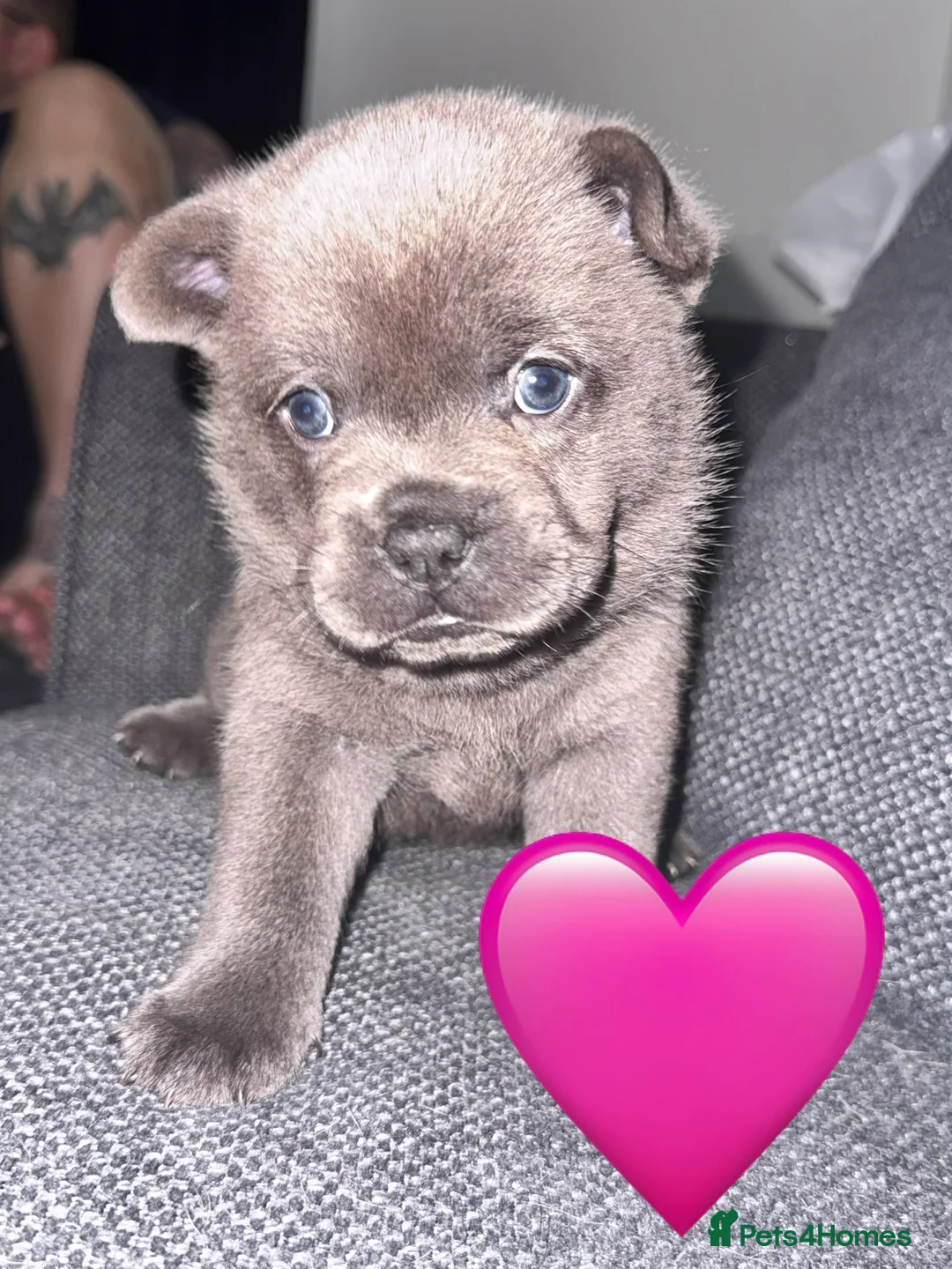 Mixed Breed dogs for sale: Beautiful Litter of French Chows - Advert 2