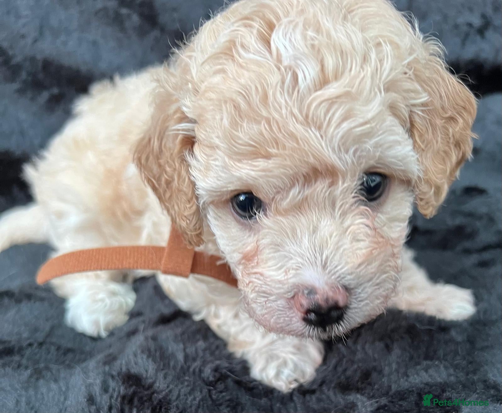 Cavapoo dogs Outstanding F1B Cavapoo Puppies  - Advert 9