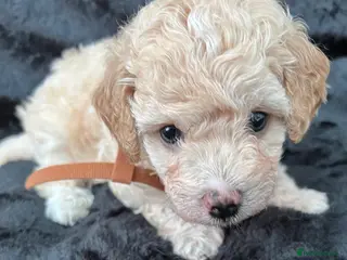 Cavapoo dogs Outstanding F1B Cavapoo Puppies - Advert 9
