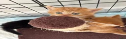 Mixed Breed cats for sale: Beautiful Kittens Looking for Their Forever Home - Advert 5