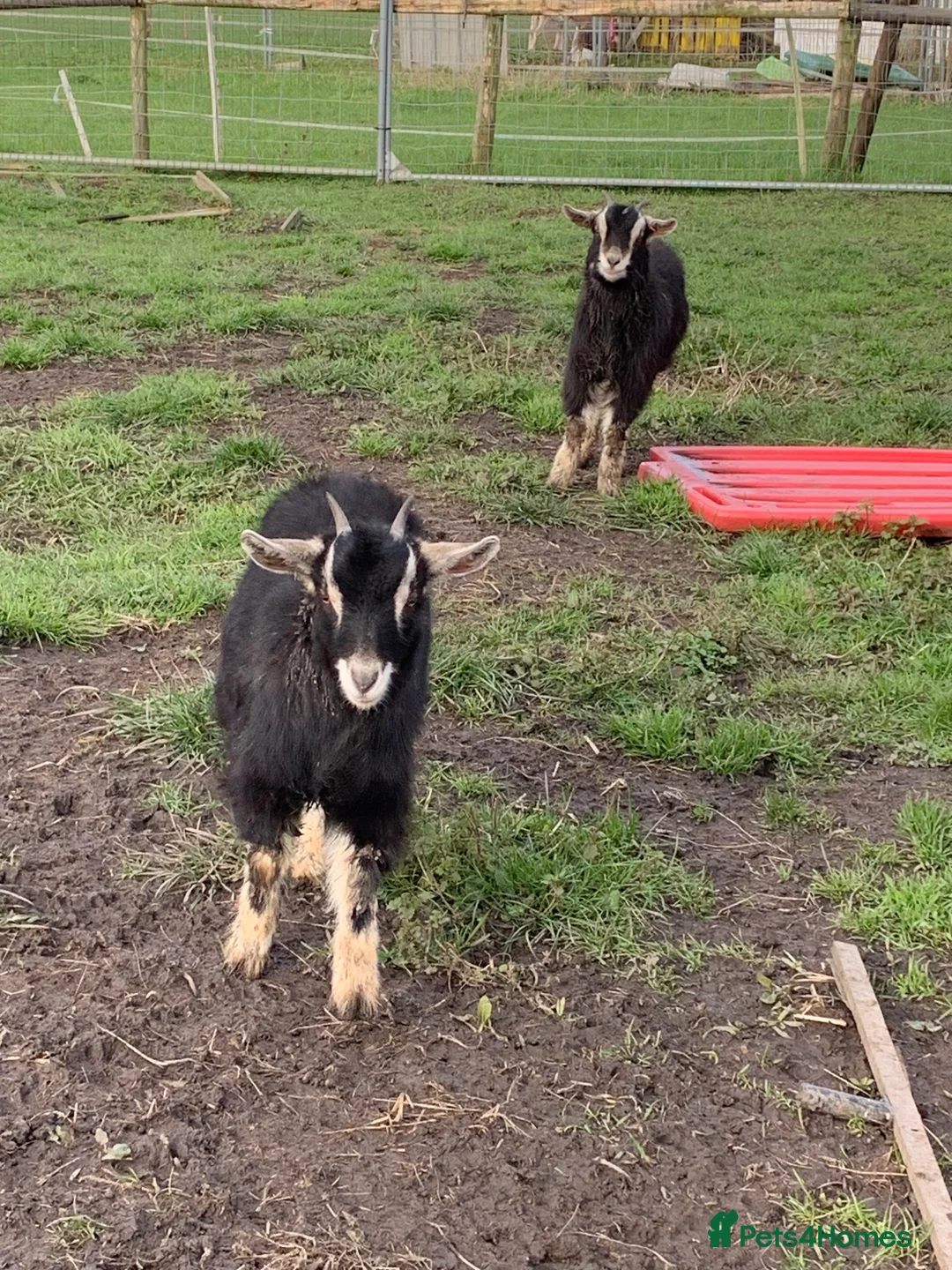 Goats livestock for sale: 2 female Pygmy goats  - Advert 7