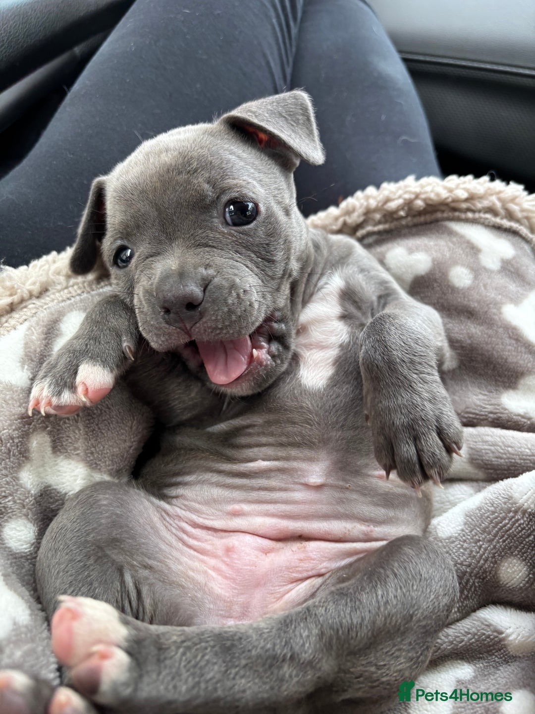 Mixed Breed dogs for sale: Classic American Bully  - Image 7