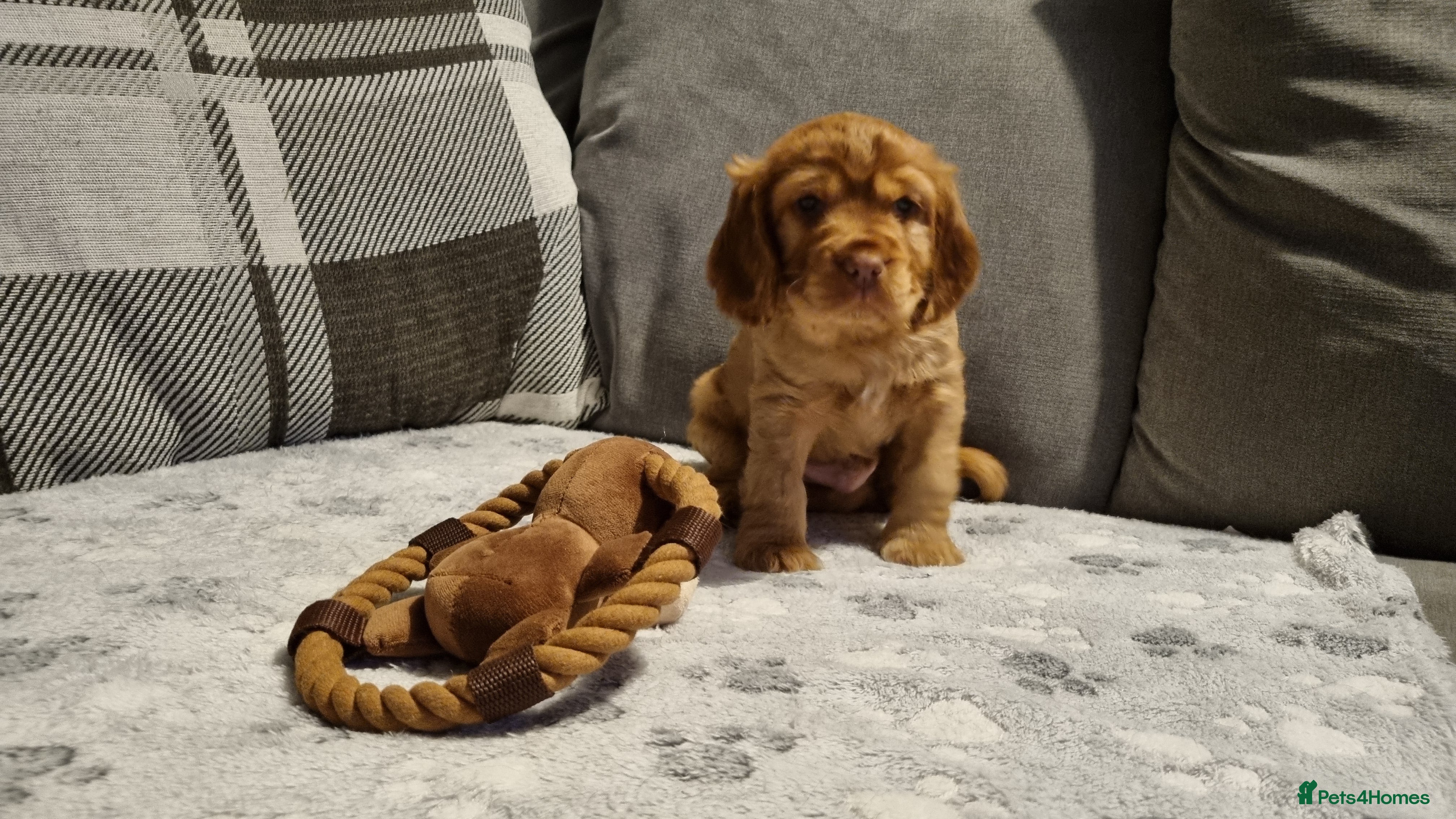 Cocker Spaniel dogs for sale: 🐾 Beautiful Show Type Cocker Spaniel Puppies - Advert 11