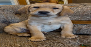 Labrador Retriever dogs - Advert 8