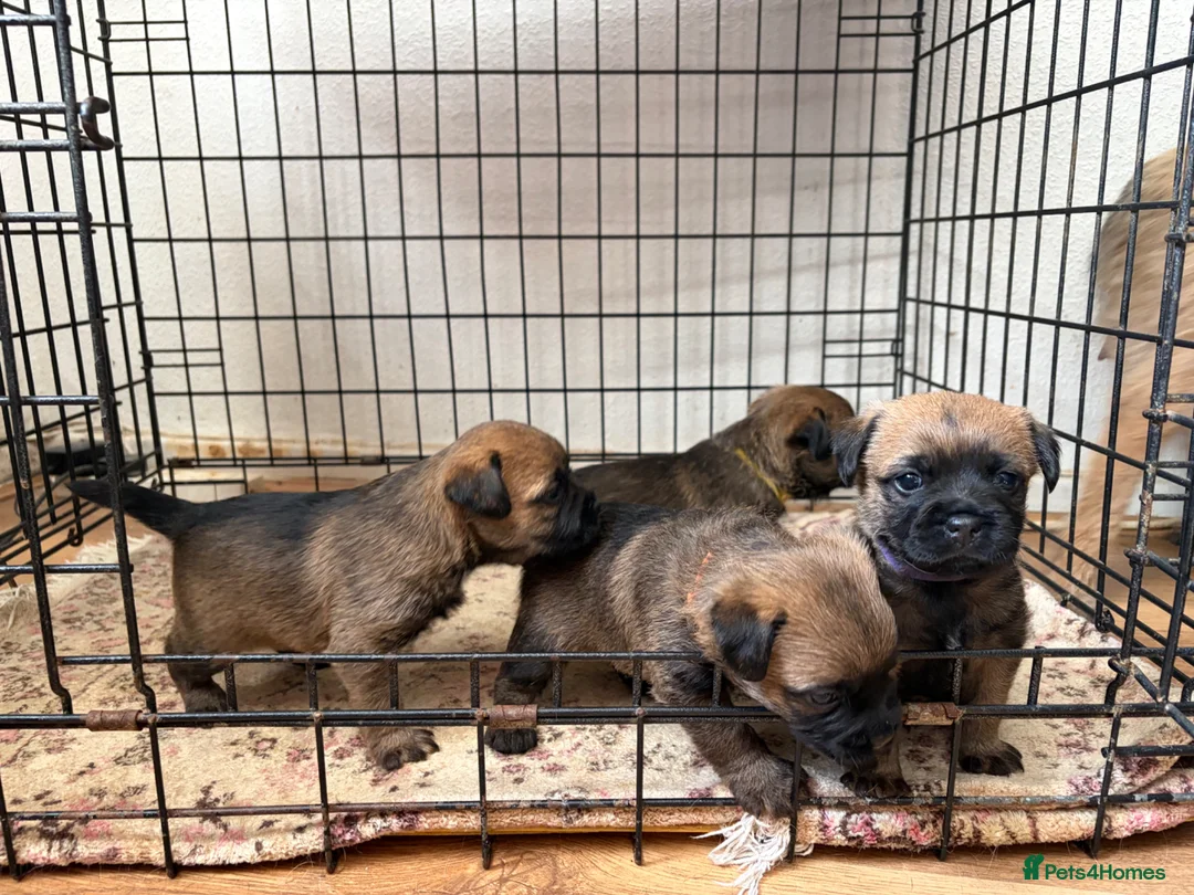 Border Terrier dogs for sale: Border terrier puppies in Consett - Advert 1